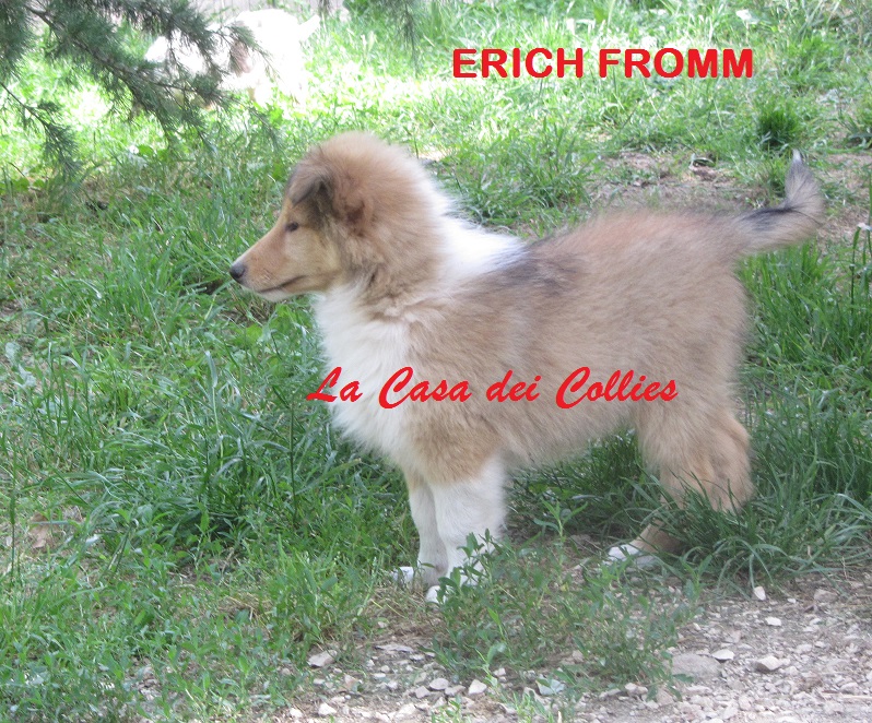 COLLIES ERICH